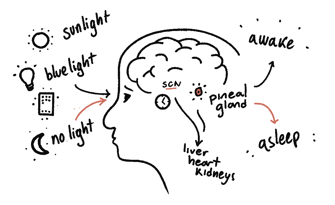 how our body tells time to SCN